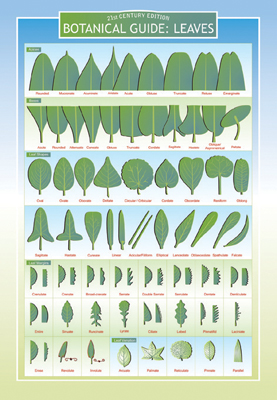 Botanical Guide to Leaves